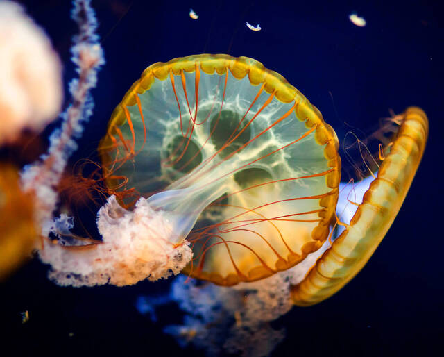 Москвариум, медуза