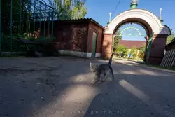Ворота церкви и кошка