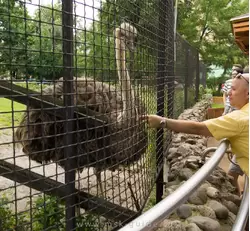 Африканский страус в зоопарке Москвы