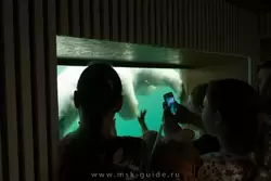 Белого медвеля особенно интересно наблюдать через стёкла в бассейне