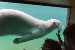 Белый медведь проплывает мимо зрителей в зоопарке Москвы