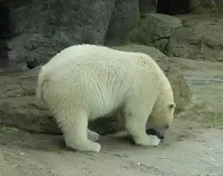 Белый медведь в зоопарке Москвы