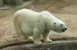 Белый медведь в зоопарке в Москве