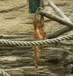 Детеныш орангутана