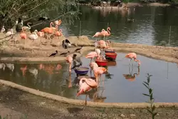 Фламинго в зоопарке Москвы