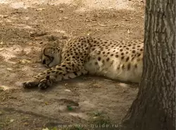 Гепард в зоопарке Москвы