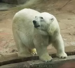 Московский зоопарк, белый медведь