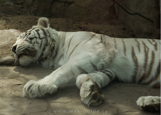 Московский зоопарк, Бенгальский тигр