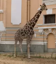 Московский зоопарк, , сетчатый жираф