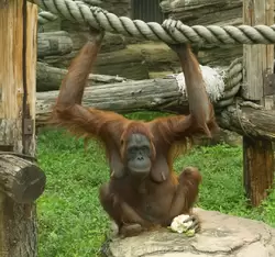 Обезьяна орангутан в Московском зоопарке