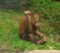 Обезьяна орангутан в зоопарке Москвы
