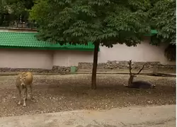 Олень Давида (Милу) в зоопарке Москвы