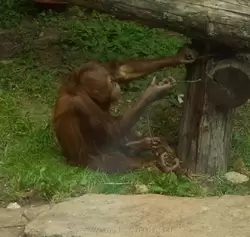 Орангутан изучает конструкцию проволоки