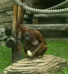 Самка орангутан поедает цветную капусту