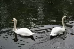 Парк Горького в Москве, белые лебеди на Голицынских прудах