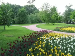 Тюльпаны в Царицыно