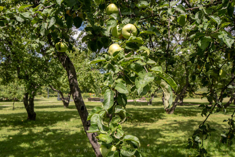 Стоковые фотографии по запросу Сады яблоки
