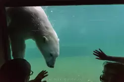 Московский зоопарк, бассейн для белого медведя