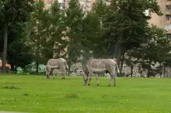 Зебра Греви в зоопарке Москвы